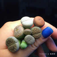 ������ƨƨ