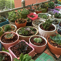 쵽ڸˡ