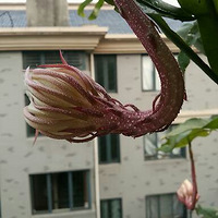 꼻