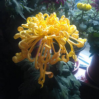 ϡ㳡ջչ