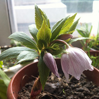 ССFLO԰-԰-@ຼ115 ϵĳݣ 2015JAN1 