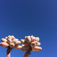 ϲ