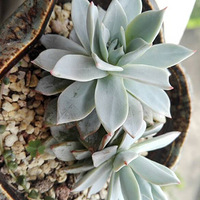 ˼죡