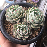 �������ֵ�һ��11�£�����Ƿּ��ˣ�������