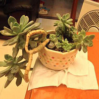 �����ҵģ�����ʲôƷ��