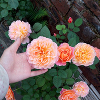 ϲ�����¼�֮һ��ӡ����