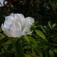 ССFLO��԰-������԰-@�ຼ125 ĵ������2016Mar27