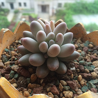 �Լ�ϲ�������Ǿ���������