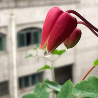 �������ֲ