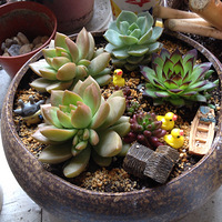 �ҼҵĶ���ֲ��