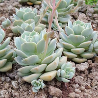 �ջ�Ҳ����