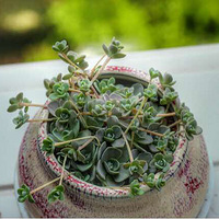 ����ɹɹ��