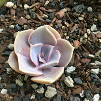 �������Щ��