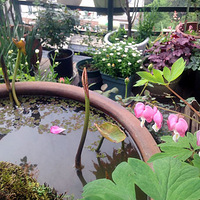 ��ν����������¶̨��԰