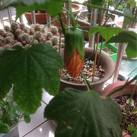 ÿ�춼���б仯