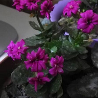 俪