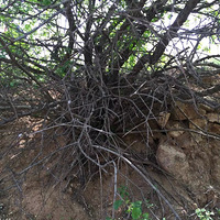 ��̣������ʲô���ֵ�ֲ���