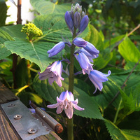 ССFLO��԰-������԰-@�ຼ128 ���������Ứ 2016APR16