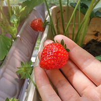 �������ϵĴ�̨��԰����ݮ���ˣ�