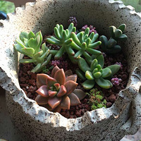 �����ã�ɹɹ