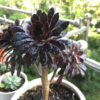 ����һ�꣬����ɹһɹ