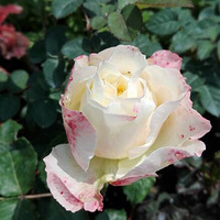 �ҵ��¼����춥�졢����ɹһɹ