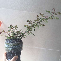 ���Ĳ���������