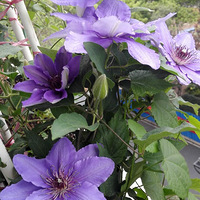 ץס�����ĩ�ң������»�������