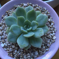 5��1�ڼ�ѧ�ֶ���