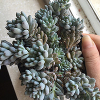 ���ǰ��ã���������