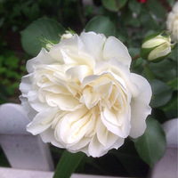 ���һ�������ʲôƷ�֣�