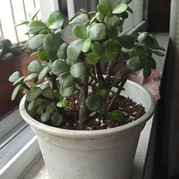 ���Լ���������