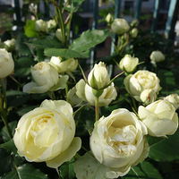 ��ů����2016-5.3