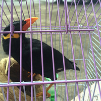 �Ӹ磬����Ʒ�֣��Ѻܴ󵫻�����˵��������