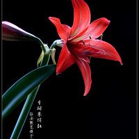 �����ԶԺ죭���쿪��