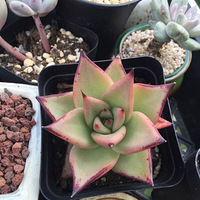 һ�󲨶������Ϯ