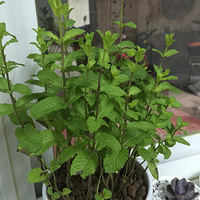 ��ǰ��֦��Ҷï�ģ����ڱ���ͷ���ڴ�������