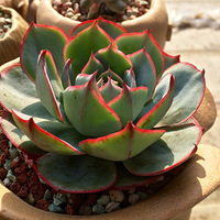 �������٣����ʵ������⻹�������ɫ