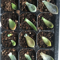 �ҵ�Ҷ�屦���ǣ���