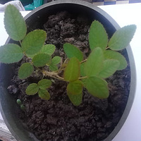 ����ô�࣬�������¼���