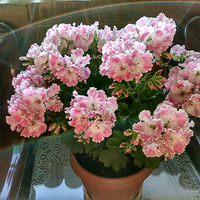 ����Ĵ��죬С�����ţ..........