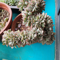 �������ˣ��ѳɲ˵�