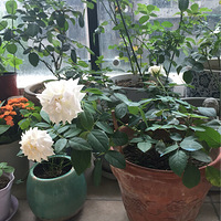 �ҵİ�ɫ�¼�