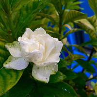 ���ӻ���