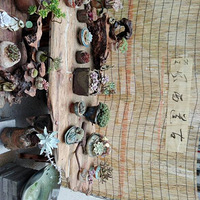 5.20    ������̨�����չ���㰮����