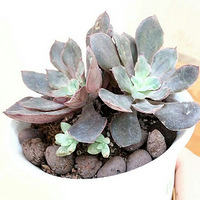 ��ɹɹ�Ҽҵ�����2