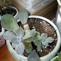 ��ɹɹ�Ҽҵ�����4