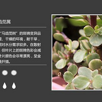 �Ŵ��У�����100�ֶ���ֲ��ͼ��+�ճ�����������3��