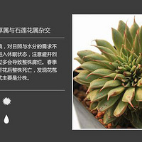 �Ŵ��У�����100�ֶ���ֲ��ͼ��+�ճ�����������4��