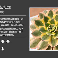 �Ŵ��У�����100�ֶ���ֲ��ͼ��+�ճ�����������5��